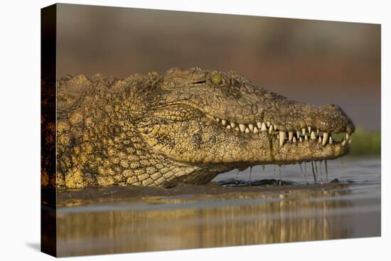 Nile crocodile (Crocodylus niloticus), Zimanga private game reserve, KwaZulu-Natal, South Africa, A-Ann and Steve Toon-Premier Image Canvas
