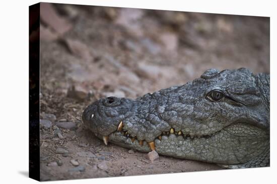 Nile Crocodile, Ranthambhore National Park, Rajasthan, India, Asia-Janette Hill-Premier Image Canvas