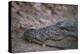 Nile Crocodile, Ranthambhore National Park, Rajasthan, India, Asia-Janette Hill-Premier Image Canvas