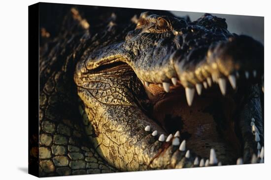 Nile Crocodile with Open Mouth-Paul Souders-Premier Image Canvas