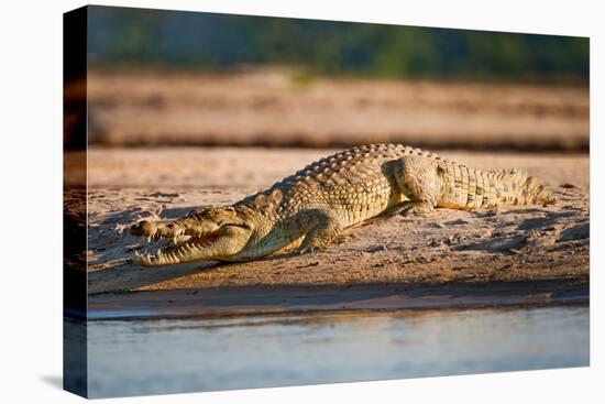 Nile Crocodile-Howard Ruby-Premier Image Canvas
