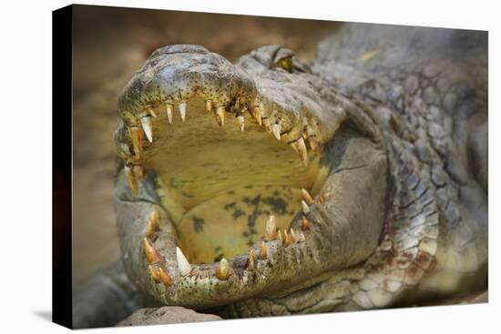 Nile Crocodile-Jon Hicks-Premier Image Canvas