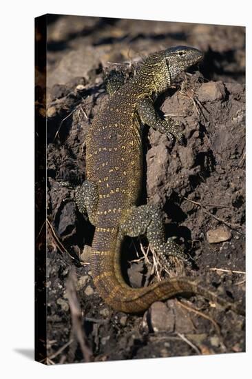 Nile Monitor Lizard-Paul Souders-Premier Image Canvas