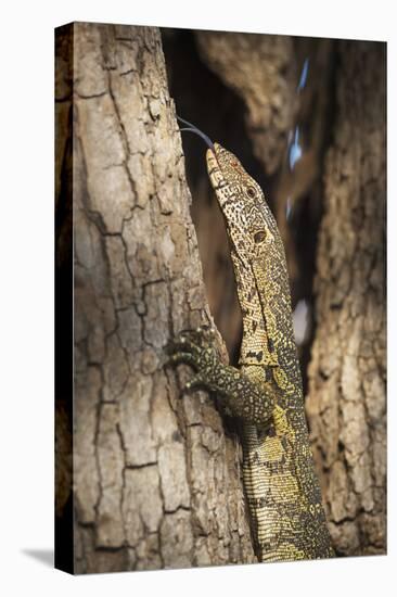 Nile Monitor (Varanus Niloticus), Zambia, Africa-Janette Hill-Premier Image Canvas