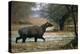 Nilgai - Blue Bull (Boselaphus Tragocamelus) Wading Through Lake, Keoladeo Ghana Np, Bharatpur-Pete Oxford-Premier Image Canvas