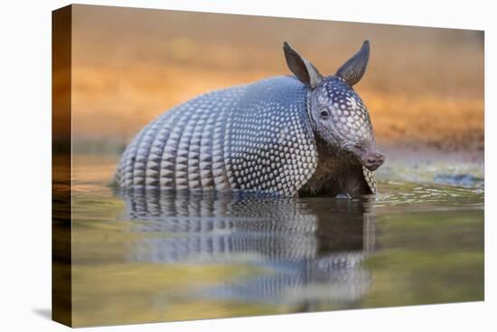 Nine-banded Armadillo, Dasypus novemcinctus, bathing and drinking-Larry Ditto-Premier Image Canvas