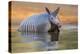 Nine-banded Armadillo, Dasypus novemcinctus, bathing and drinking-Larry Ditto-Premier Image Canvas