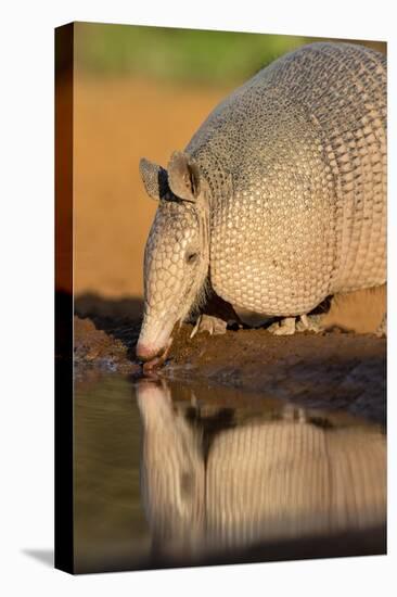 Nine-banded Armadillo (Dasypus novemcinctus) drinking-Larry Ditto-Premier Image Canvas