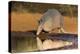 Nine-banded Armadillo (Dasypus novemcinctus) drinking-Larry Ditto-Premier Image Canvas