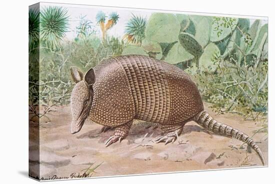 Nine Banded Armadillo, Named for the Overlapping Plates at Midriff-Louis Agassiz Fuertes-Premier Image Canvas