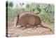 Nine Banded Armadillo, Named for the Overlapping Plates at Midriff-Louis Agassiz Fuertes-Premier Image Canvas