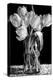 Nine Tulips-Sandra Willard-Premier Image Canvas