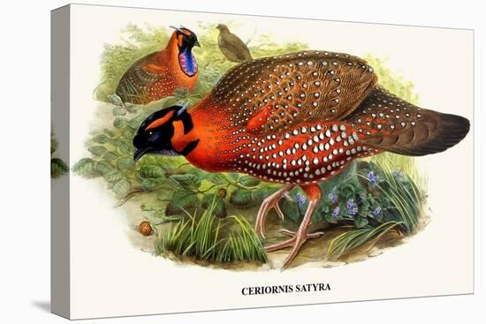 Nipaulese Horned Pheasant-Birds Of Asia-John Gould-Stretched Canvas