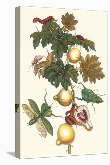 Nipple Fruit with a Leaf Mantus-Maria Sibylla Merian-Stretched Canvas