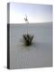 Nm, White Sands Natl Monument, Yucca Plant-Walter Bibikow-Premier Image Canvas