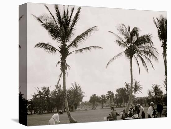 No. 1 Tee, Golf Links, Palm Beach, Fla.-null-Stretched Canvas