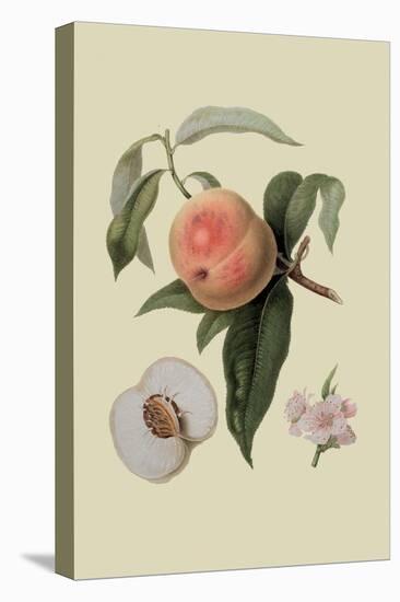Noble Peach-William Hooker-Stretched Canvas