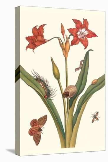 Nocturnal Moth Caterpillar on a Barbados Lilly and a Coreidae Bug-Maria Sibylla Merian-Stretched Canvas