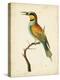 Nodder Tropical Bird I-Frederick P. Nodder-Stretched Canvas