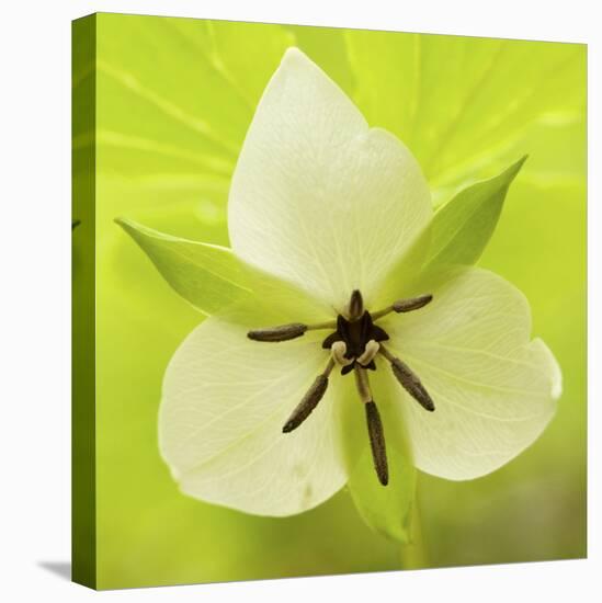 Nodding Trillium in Great Smoky Mountains National Park, Tennessee-Melissa Southern-Premier Image Canvas