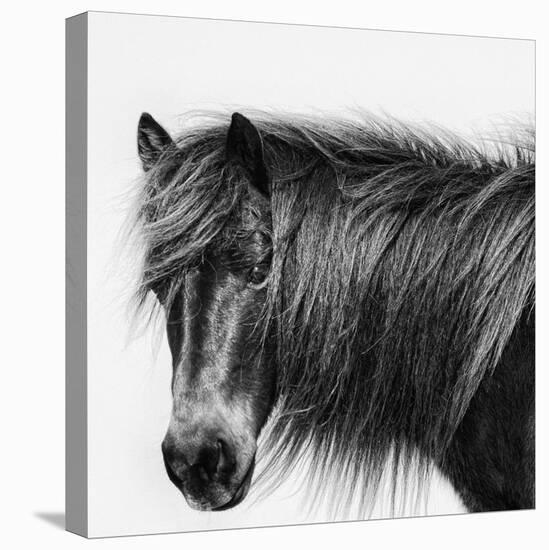 Noir Stallion-Wink Gaines-Stretched Canvas