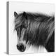 Noir Stallion-Wink Gaines-Stretched Canvas