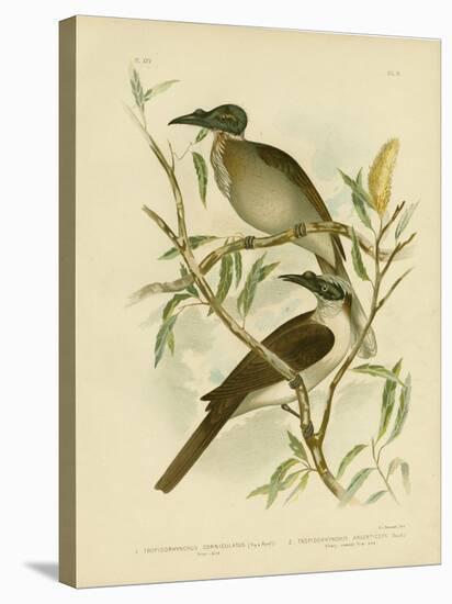 Noisy Friarbird, 1891-Gracius Broinowski-Premier Image Canvas