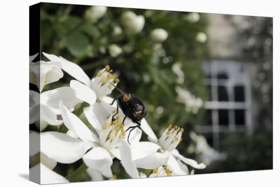 Noon Fly (Mesembrina Meridiana) on Mexican Orange Blossom (Choisya Ternata) Flowers in Garden-Nick Upton-Premier Image Canvas