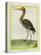 Nordmann's Greenshank-Georges-Louis Buffon-Premier Image Canvas