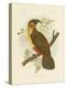 Norfolk Kaka, 1891-Gracius Broinowski-Premier Image Canvas