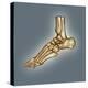 Normal Foot, 3D CT Scan-ZEPHYR-Premier Image Canvas