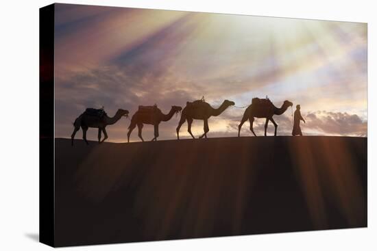 North Africa, Erg Chebbi, Dromedary camel caravan being led through desert by Tuareg man.-Emily Wilson-Premier Image Canvas