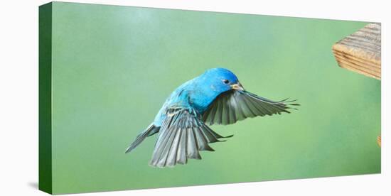 North America, Florida, Immokalee, Indigo Bunting, Flying to Feeder-Bernard Friel-Premier Image Canvas