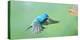 North America, Florida, Immokalee, Indigo Bunting, Flying to Feeder-Bernard Friel-Premier Image Canvas