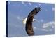 North America, the Usa, Alaska, White Head Lake Eagle-Bernd Rommelt-Premier Image Canvas