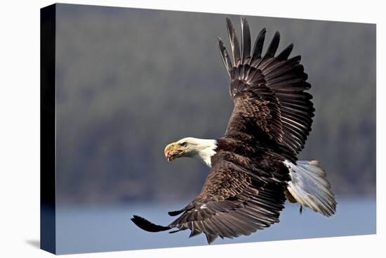 North America, the Usa, Alaska, White Head Lake Eagle-Bernd Rommelt-Premier Image Canvas