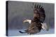 North America, the Usa, Alaska, White Head Lake Eagle-Bernd Rommelt-Premier Image Canvas