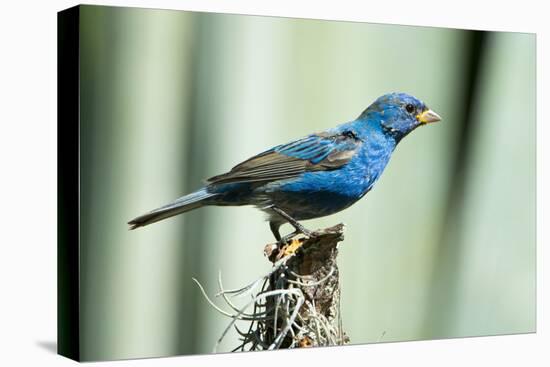 North America, USA, Florida, Immokalee, Indigo Bunting Perched on Snag-Bernard Friel-Premier Image Canvas