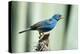 North America, USA, Florida, Immokalee, Indigo Bunting Perched on Snag-Bernard Friel-Premier Image Canvas