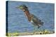 North America, USA, Florida, Pahokee, Green Heron, Walking on Log-Bernard Friel-Premier Image Canvas