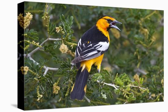 North America, USA, Texas, Starr Co., Bullock's oriole female flushing from pond edge-Larry Ditto-Premier Image Canvas