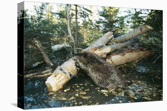 North American Beaver Gnawing on Branch to Make a Dam-null-Premier Image Canvas