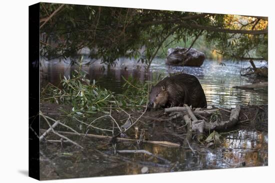 North American beaver on dam, Martinez, California, USA-Suzi Eszterhas-Premier Image Canvas