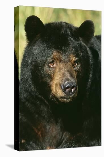 North American Black Bear Adult Male, Close-Up-null-Premier Image Canvas
