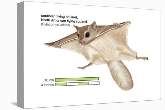 North American Flying Squirrel (Glaucomys Volans), Southern Flying Squirrel, Mammals-Encyclopaedia Britannica-Stretched Canvas