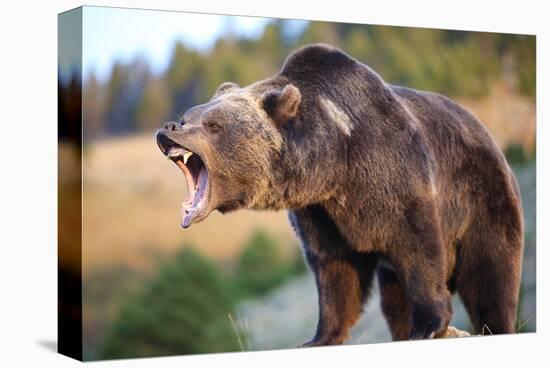 North American Grizzly Roaring-null-Stretched Canvas