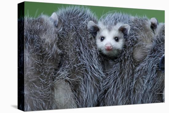 North American Opossum, Didelphis Virginiana, Parental Animal, Young Animals, Hump, Medium Close-Up-Ronald Wittek-Premier Image Canvas