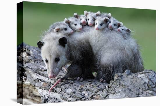 North American Opossum, Didelphis Virginiana, Parental Animal, Young Animals, Hump-Ronald Wittek-Premier Image Canvas