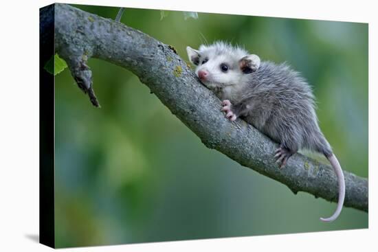 North American Opossum, Didelphis Virginiana, Young Animal, Branch-Ronald Wittek-Premier Image Canvas