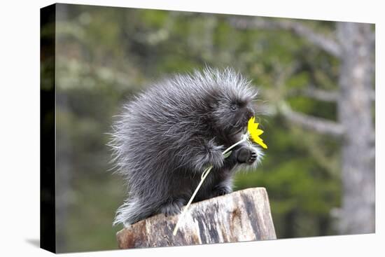 North American Porcupine Baby Holding Yellow Flower-null-Premier Image Canvas